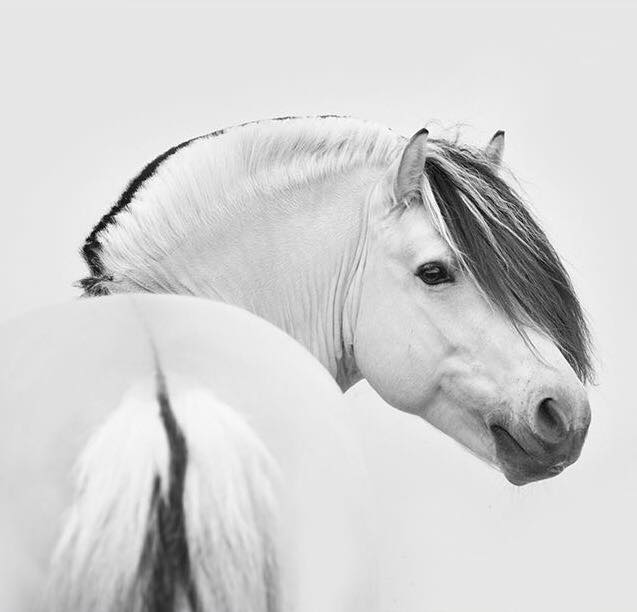 Fjord Horses